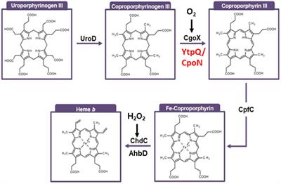 The alternative coproporphyrinogen III oxidase (CgoN) catalyzes the oxygen-independent conversion of coproporphyrinogen III into coproporphyrin III